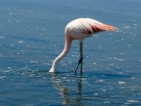 Chileflamingo