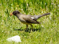 Patagoniendrossel