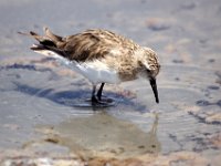 Sandpiper