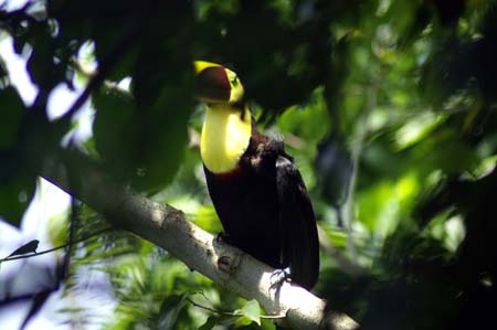 crestnut_mandibel_Tucan