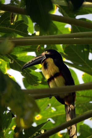 collared_aracari