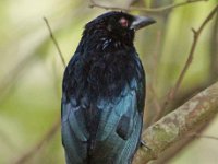 Drongo