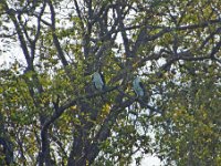 Seeadler